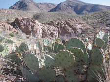 El Paso Cactus