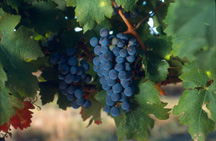 Rodeo Drive in Los Angeles, California