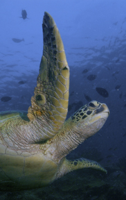 Texas State Aquarium