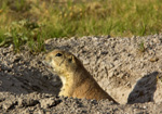 Prairie Dog Town - Lubbock Texas